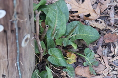 Rumex obtusifolius obtusifolius