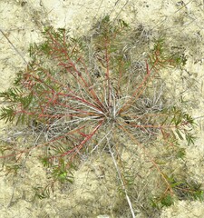 Stillingia texana