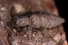 Dicerca lurida
