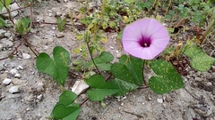 Ipomoea trifida