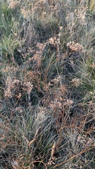 Goniolimon tataricum