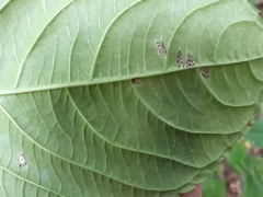 Puccinia komarovii