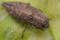 Dicerca lurida