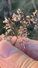 Goniolimon tataricum