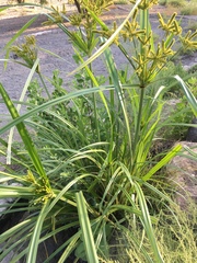 Cyperus alopecuroides