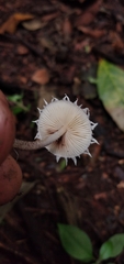 Cystolepiota