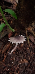 Cystolepiota