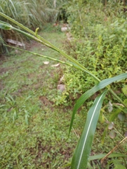 Rottboellia cochinchinensis