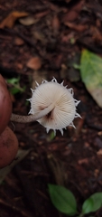 Cystolepiota