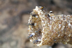 Homotrigona apicalis