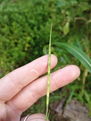 Rottboellia cochinchinensis