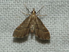 Diplopseustis prophetica
