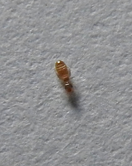Liposcelididae