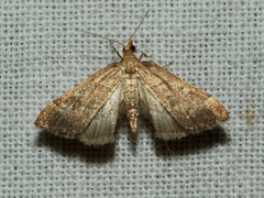 Diplopseustis prophetica