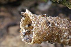 Homotrigona apicalis