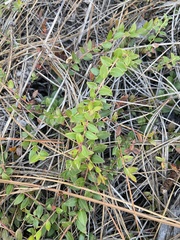 Vaccinium crassifolium