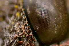 Dicerca lurida