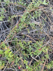 Vaccinium crassifolium
