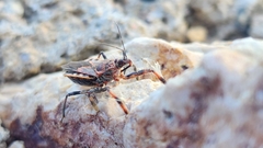 Apiomerus flaviventris