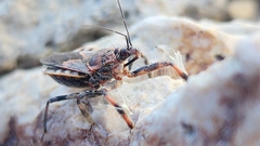 Apiomerus flaviventris