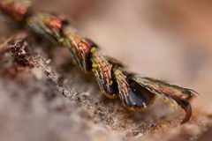 Dicerca lurida