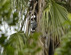 Geranospiza caerulescens