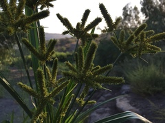 Cyperus alopecuroides