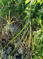 Phragmites karka