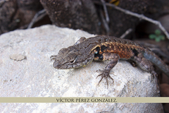 Sceloporus parvus