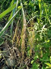 Phragmites karka