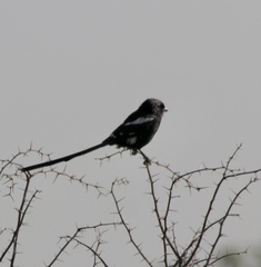 Lanius melanoleucus melanoleucus
