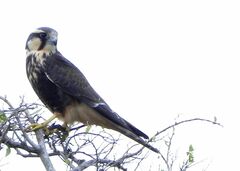 Falco femoralis