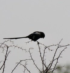 Lanius melanoleucus melanoleucus