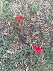 Glandularia peruviana