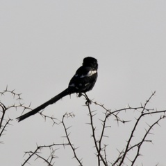 Lanius melanoleucus melanoleucus