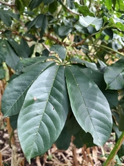 Godmania aesculifolia