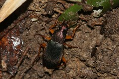 Chlaenius aestivus