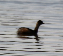 Tachybaptus ruficollis capensis