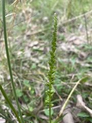 Microtis unifolia