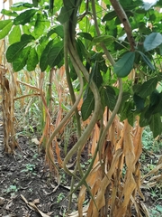 Godmania aesculifolia