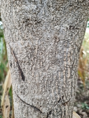 Godmania aesculifolia