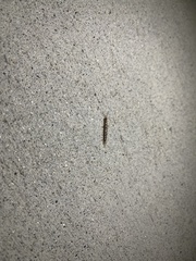Lithobiomorpha