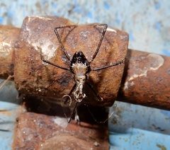 Reduviidae