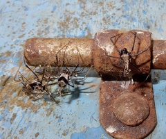 Reduviidae