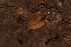 Bipalium adventitium