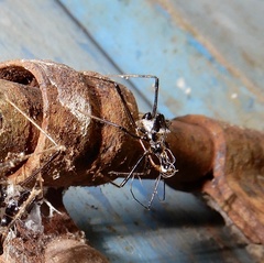 Reduviidae