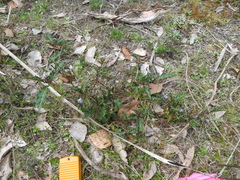 Solanum prinophyllum