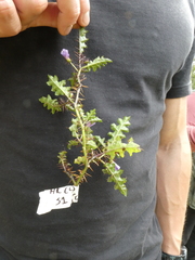 Solanum prinophyllum