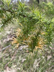 Grevillea juniperina