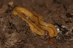 Bipalium adventitium